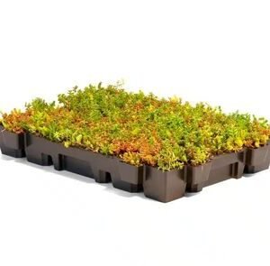 NatureGreen Sedumcassette 100% Sedum HDPE 57×37x6cm