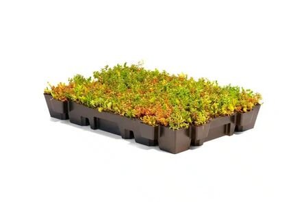 NatureGreen Sedumcassette 100% Sedum HDPE 57×37x6cm